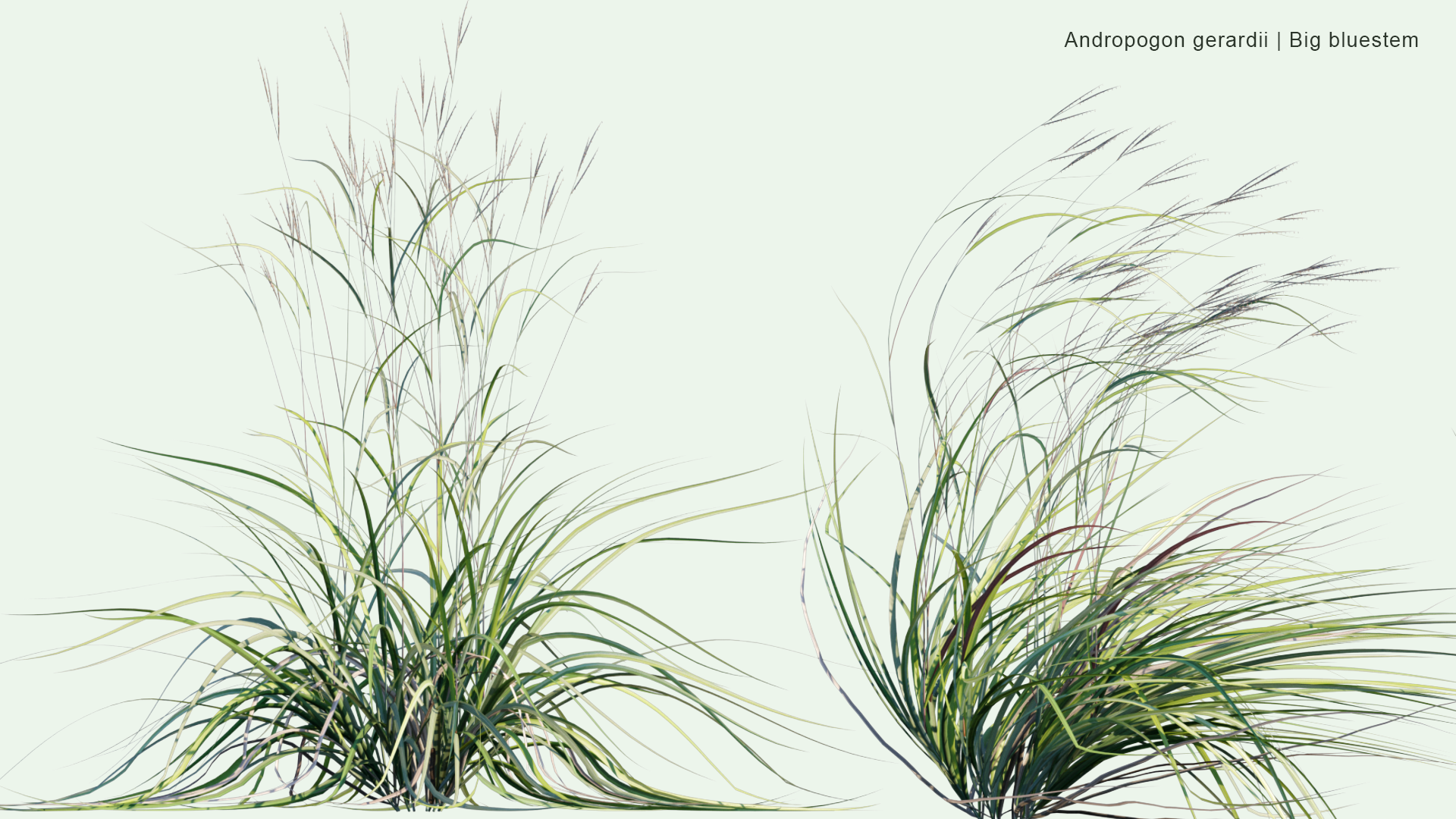 2D Andropogon Gerardi - Big Bluestem, Turkeyfoot, Tall Bluestem, Bluejoint