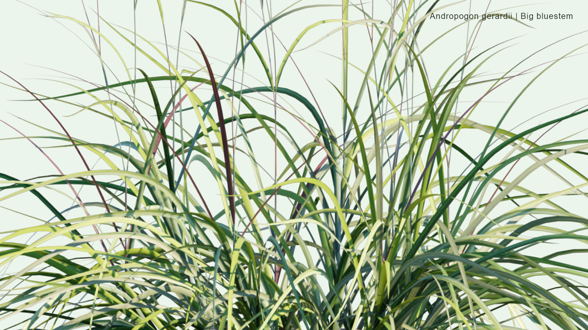 2D Andropogon Gerardi - Big Bluestem, Turkeyfoot, Tall Bluestem, Bluejoint