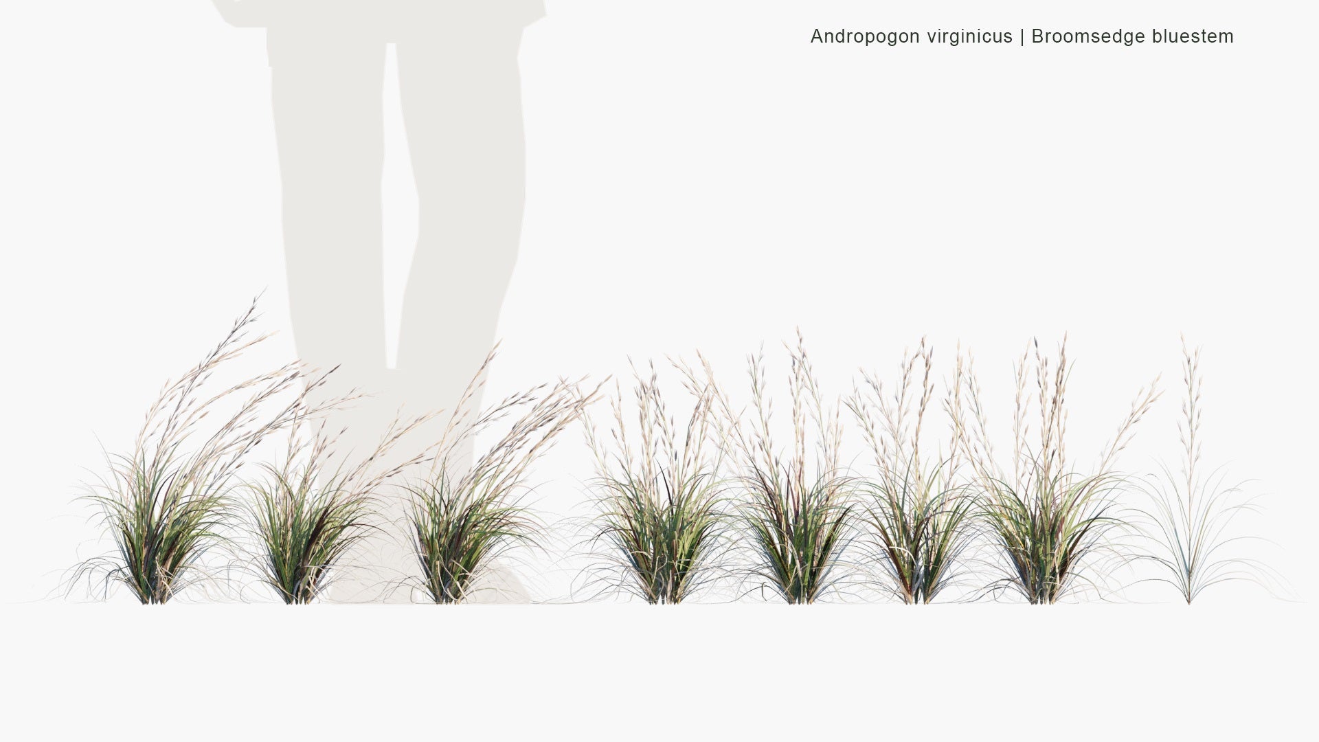 Low Poly Andropogon Virginicus - Broomsedge Bluestem, Yellowsedge Bluestem, Whiskey Grass (3D Model)