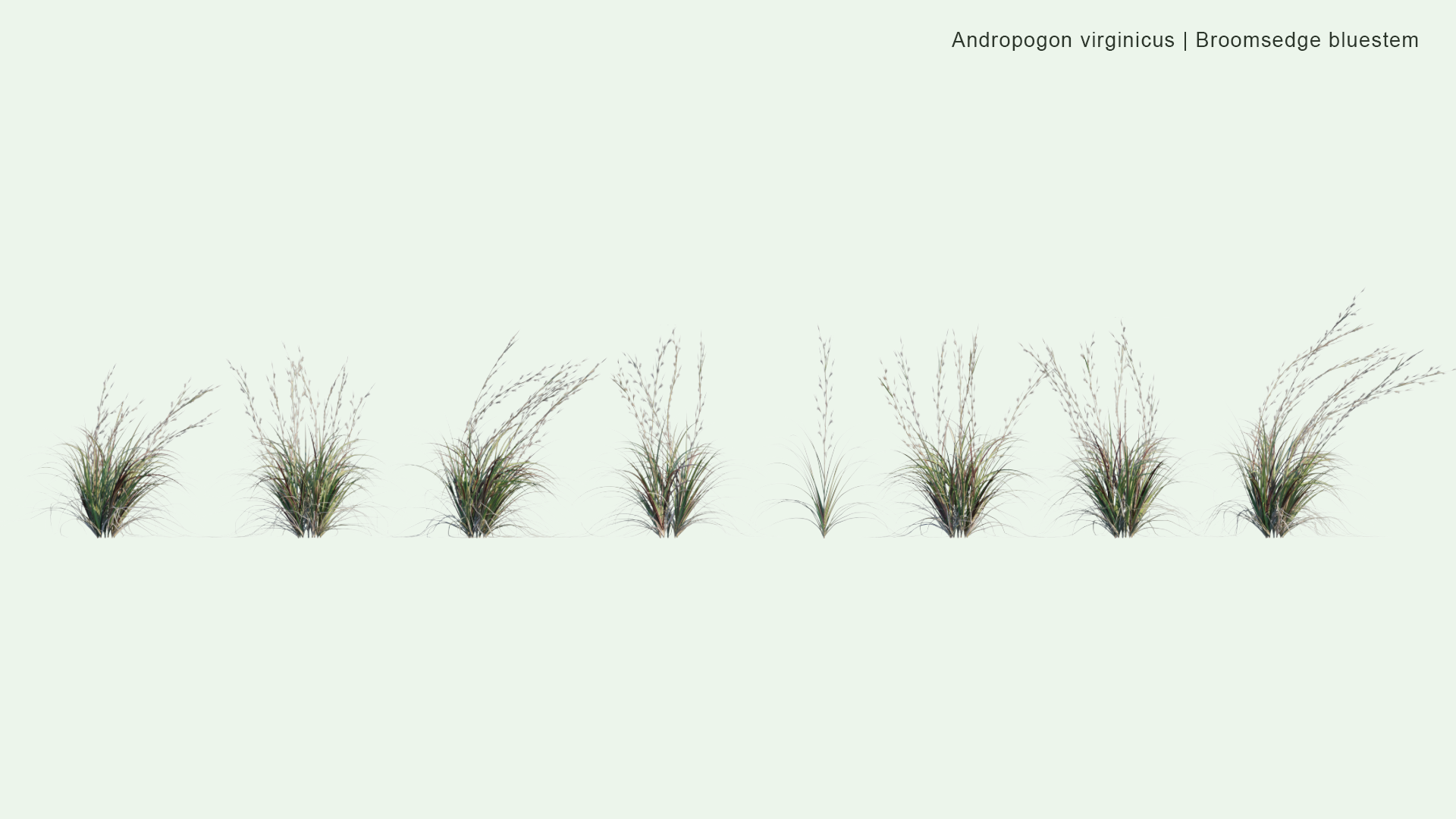 2D Andropogon Virginicus - Broomsedge Bluestem, Yellowsedge Bluestem, Whiskey Grass