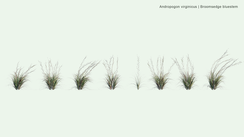 Andropogon Virginicus 