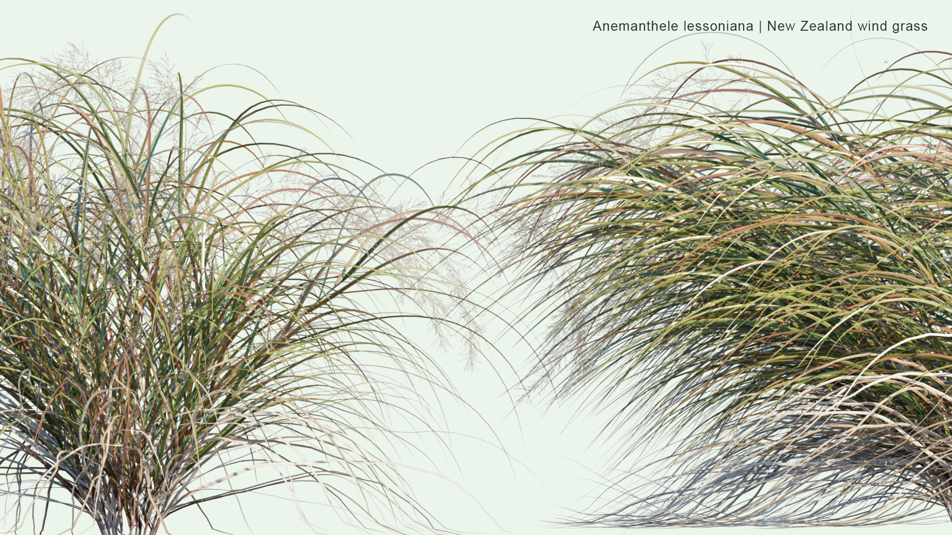 2D Anemanthele Lessoniana - New Zealand Wind Grass, Gossamer Grass, Pheasant's Tail Grass