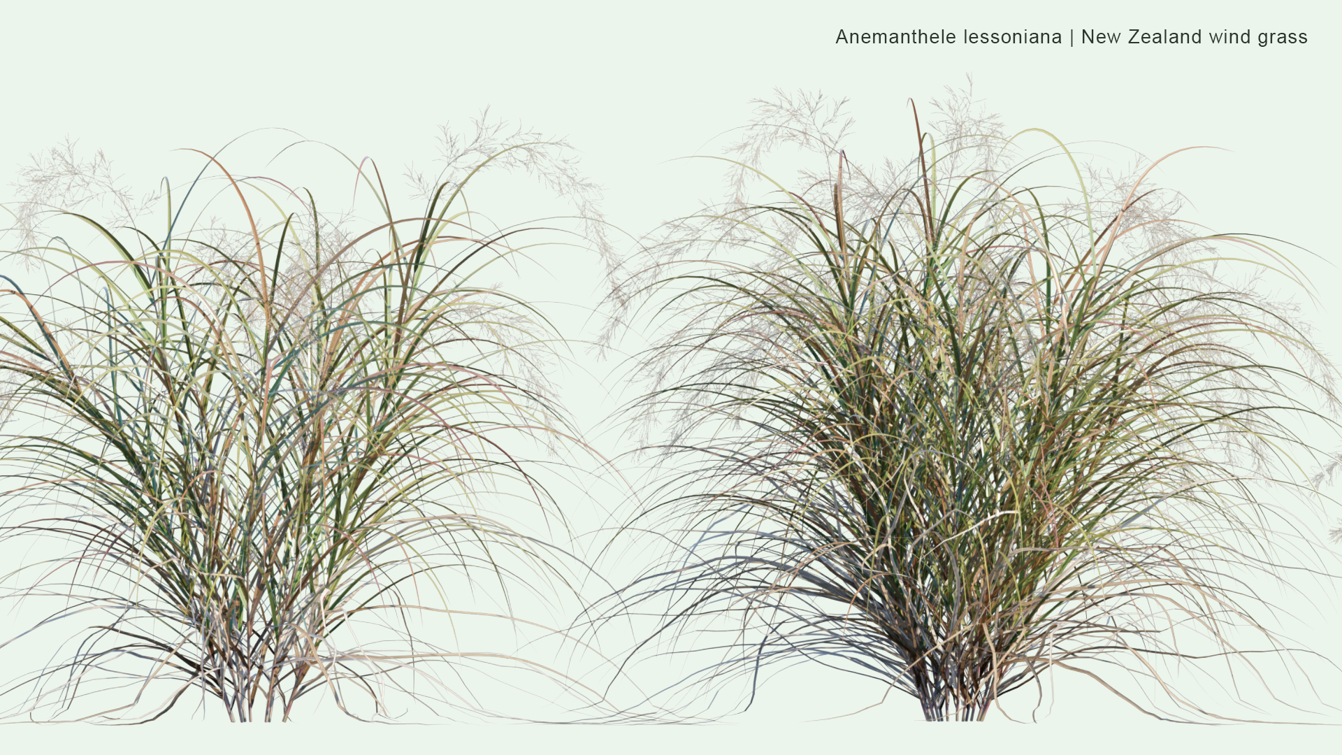 2D Anemanthele Lessoniana - New Zealand Wind Grass, Gossamer Grass, Pheasant's Tail Grass