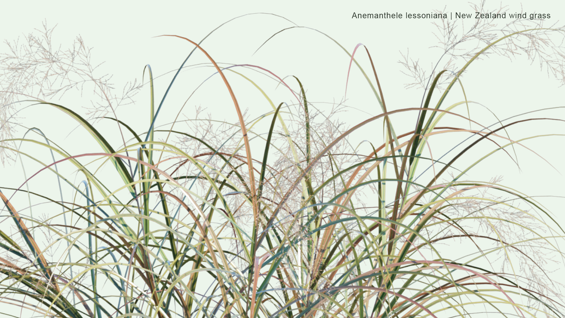 2D Anemanthele Lessoniana - New Zealand Wind Grass, Gossamer Grass, Pheasant's Tail Grass