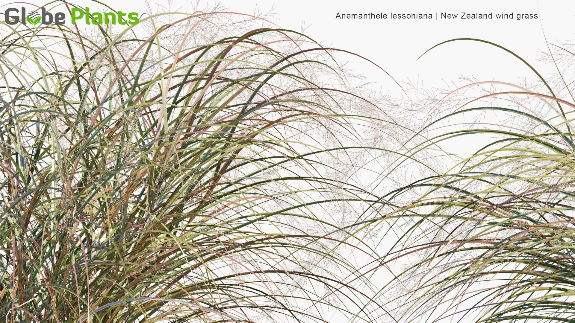Low Poly Anemanthele Lessoniana - New Zealand Wind Grass, Gossamer Grass, Pheasant's Tail Grass (3D Model)