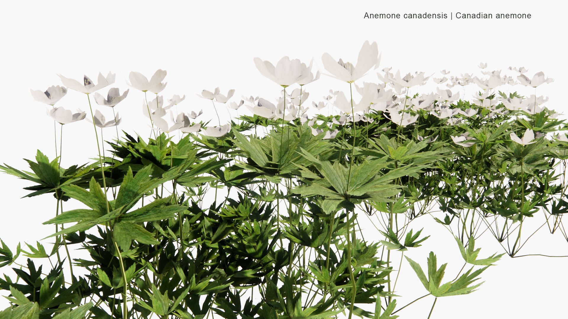 Low Poly Anemone Canadensis - Canada Anemone, Round-Headed Anemone, Meadow Anemone, Windflower, Crowfoot (3D Model)