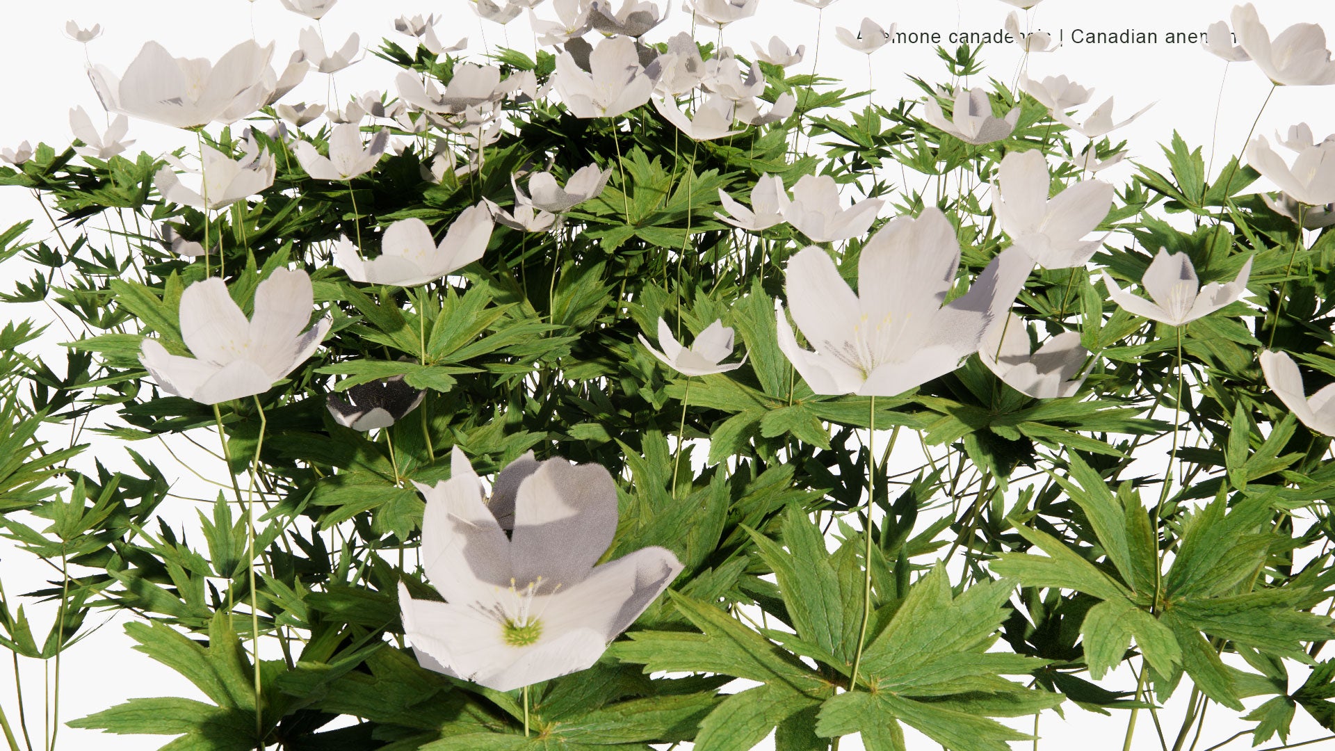 Low Poly Anemone Canadensis - Canada Anemone, Round-Headed Anemone, Meadow Anemone, Windflower, Crowfoot (3D Model)