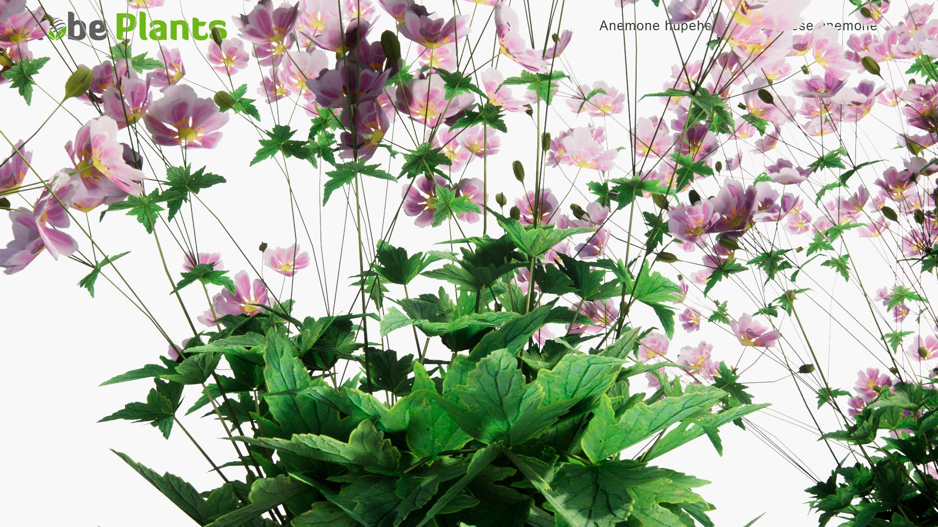 Low Poly Anemone Hupehensis - Japanese Anemone (3D Model)