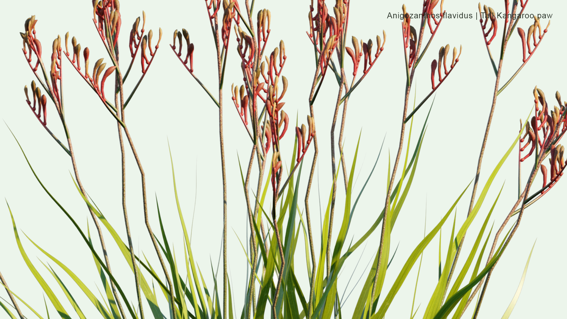 2D Anigozanthos Flavidus - Tall Kangaroo Paw