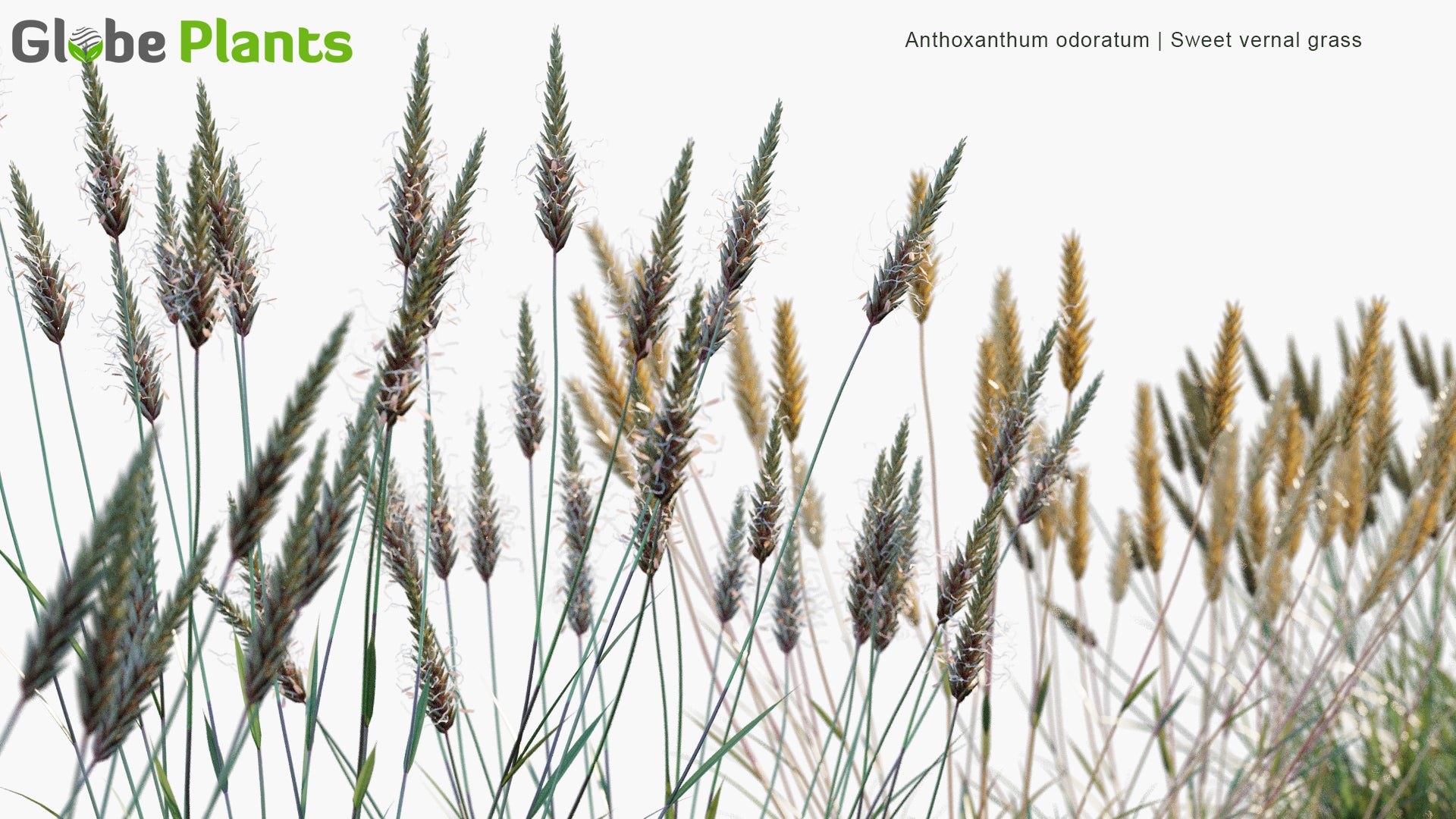 Low Poly Anthoxanthum Odoratum - Sweet Vernal Grass (3D Model)