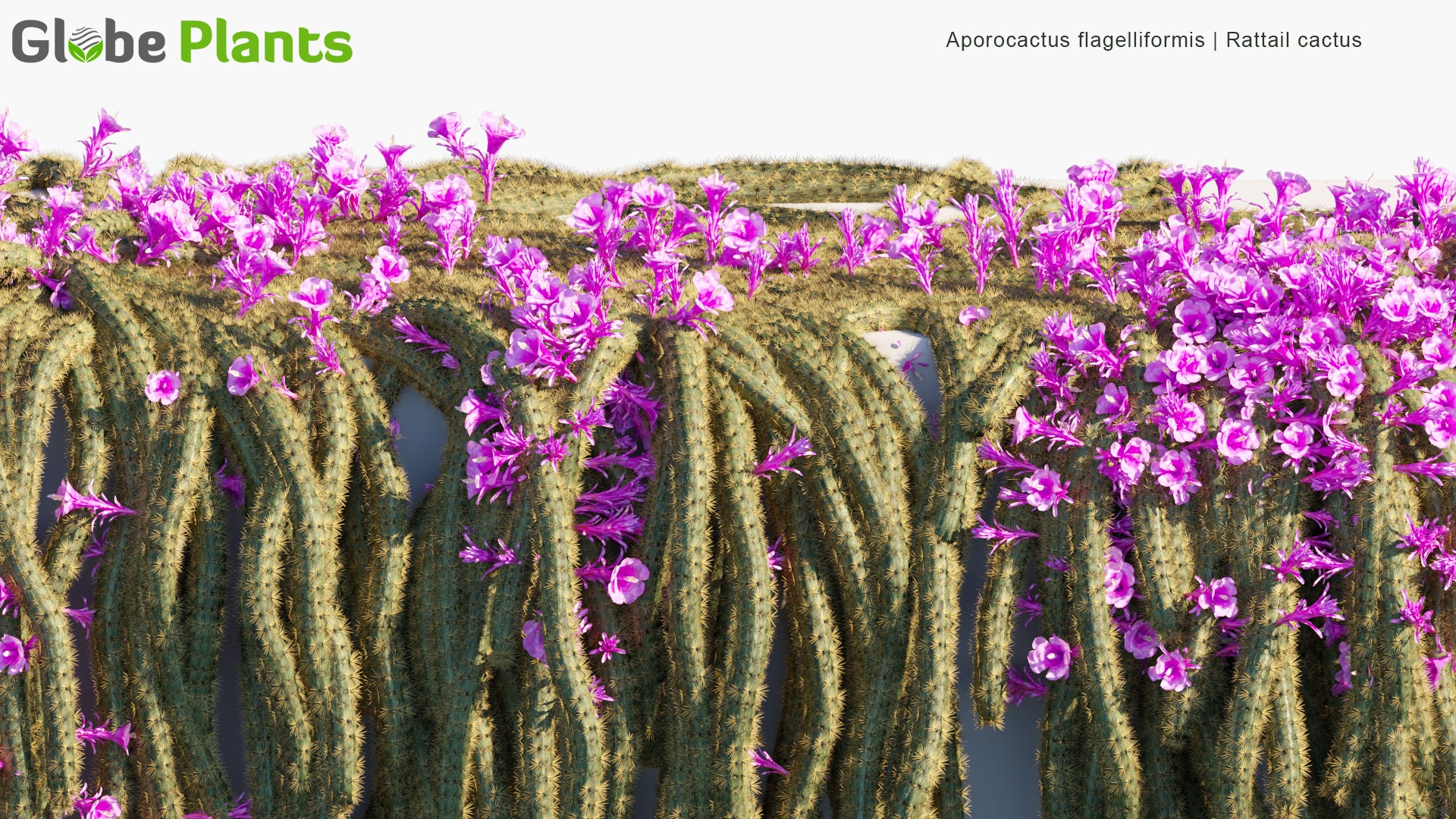 Low Poly Aporocactus Flagelliformis - Rattail Cactus (3D Model)