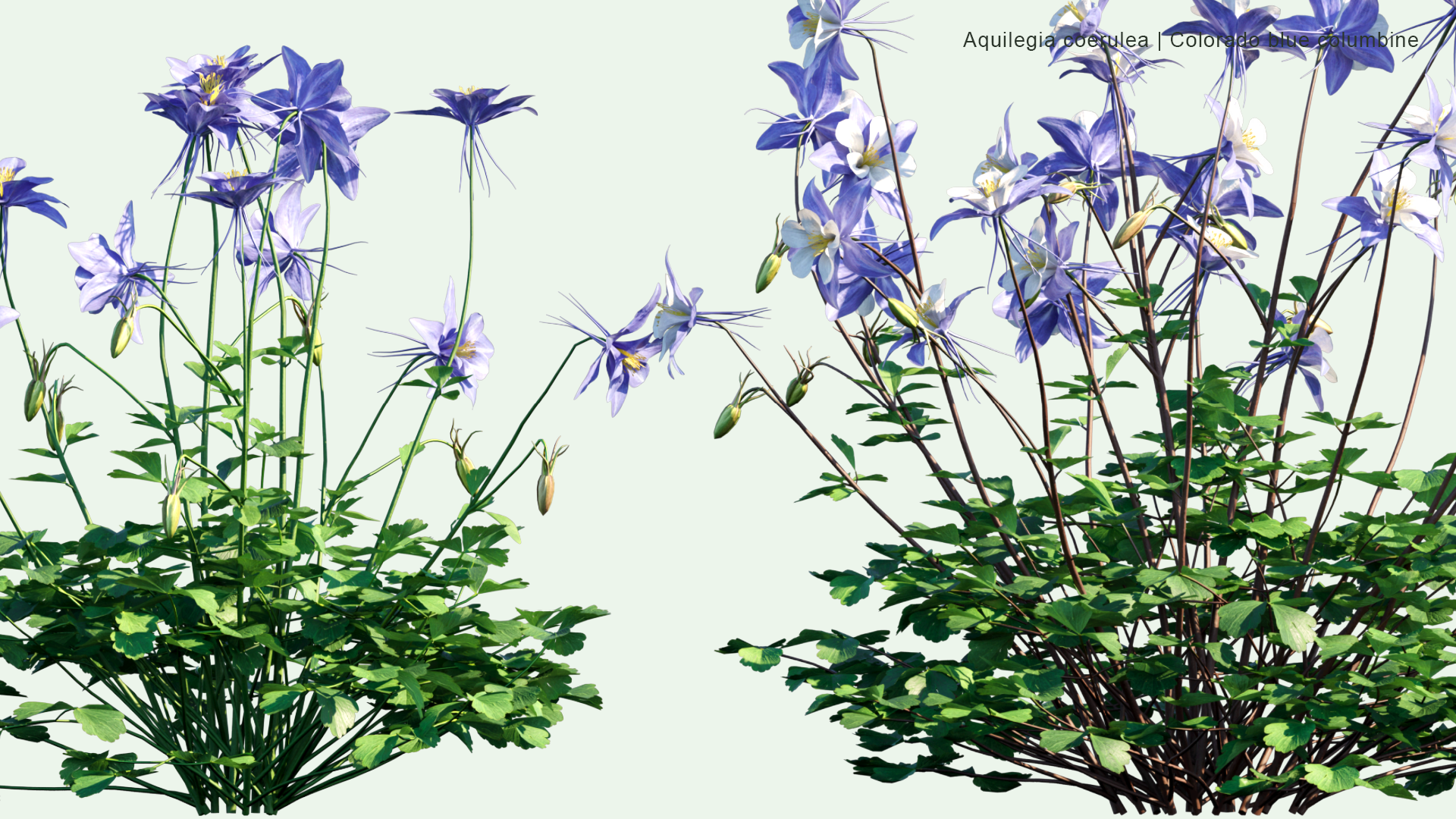 2D Aquilegia Coerulea - Colorado Blue Columbine