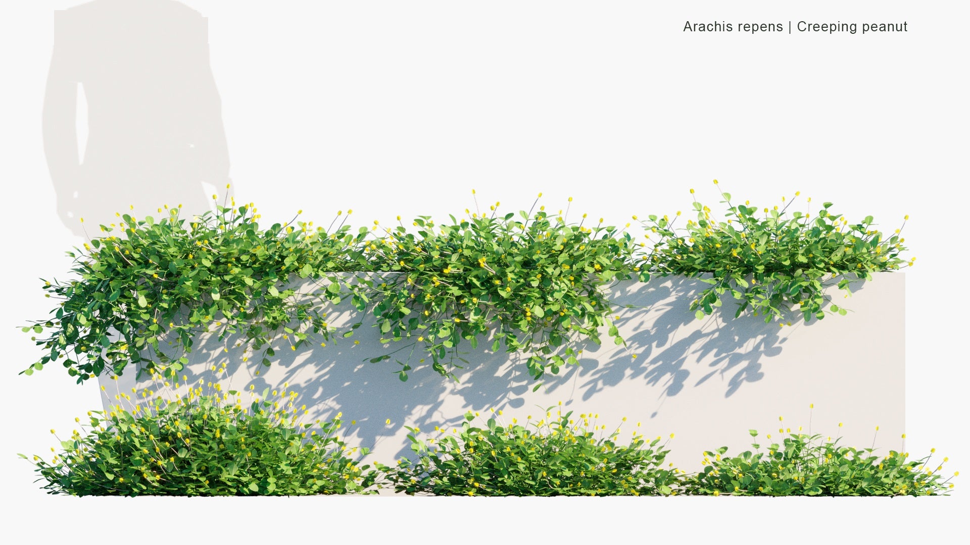Low Poly Arachis Repens - Grama-Amendoim, Peanut Grass (3D Model)