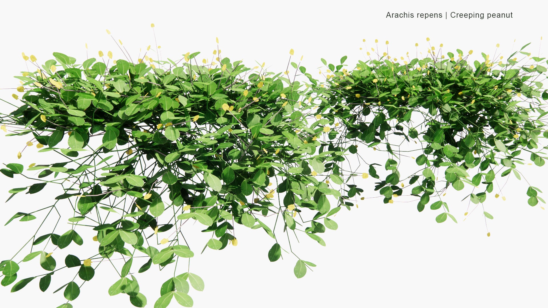 Low Poly Arachis Repens - Grama-Amendoim, Peanut Grass (3D Model)