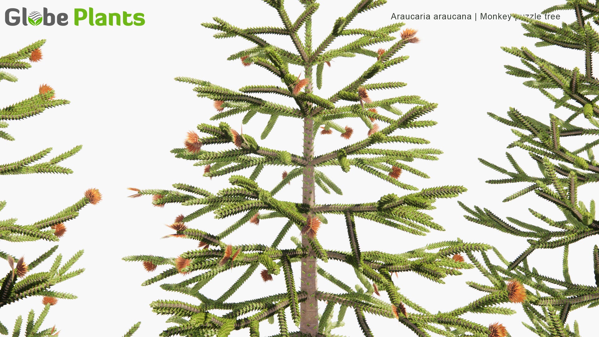 Low Poly Araucaria Araucana - Monkey Puzzle Tree, Monkey Tail Tree, Piñonero, Pewen, Chilean Pine (3D Model)
