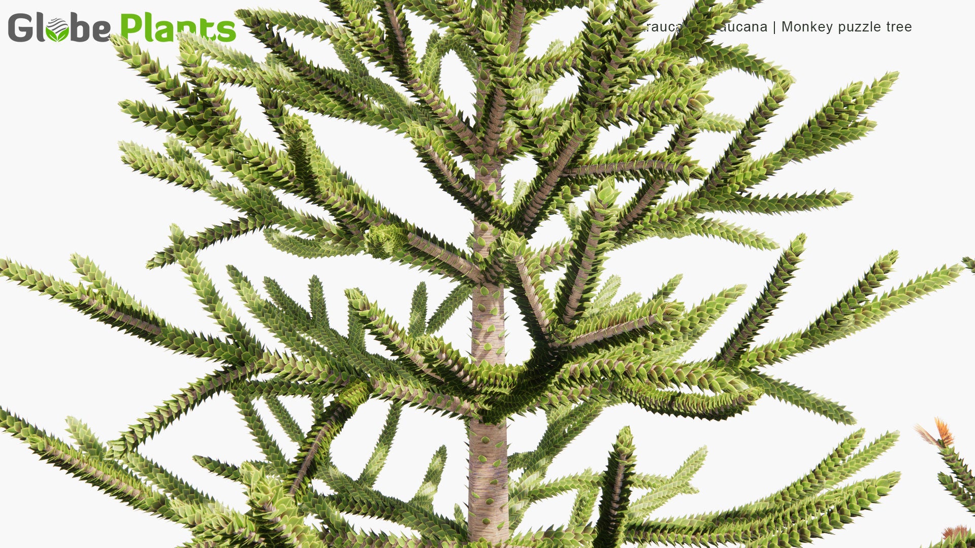 Low Poly Araucaria Araucana - Monkey Puzzle Tree, Monkey Tail Tree, Piñonero, Pewen, Chilean Pine (3D Model)