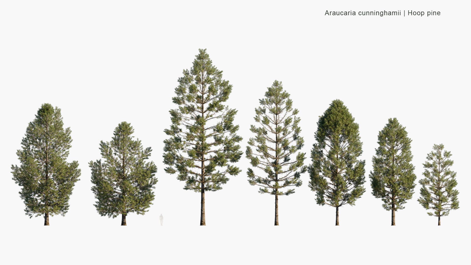 Low Poly Araucaria Cunninghamii - Colonial Pine, Queensland Pine, Dorrigo Pine, Moreton Bay Pine, Richmond River Pine (3D Model)