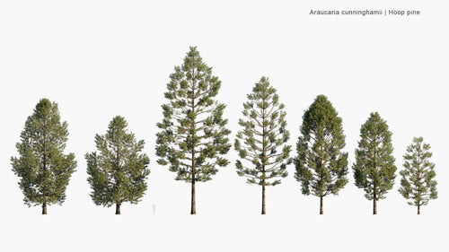 Araucaria Cunninghamii 