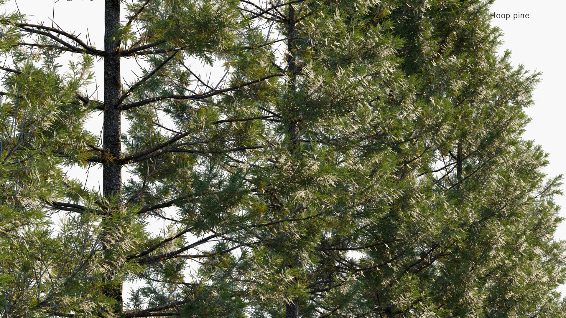 Low Poly Araucaria Cunninghamii - Colonial Pine, Queensland Pine, Dorrigo Pine, Moreton Bay Pine, Richmond River Pine (3D Model)
