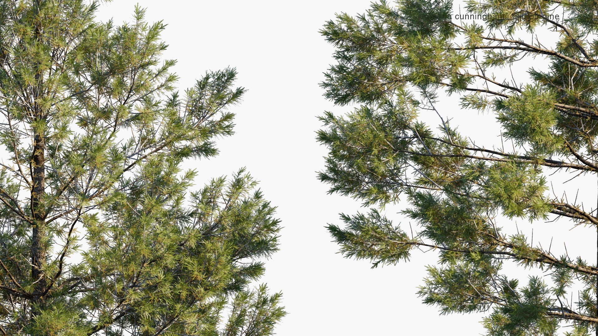 Low Poly Araucaria Cunninghamii - Colonial Pine, Queensland Pine, Dorrigo Pine, Moreton Bay Pine, Richmond River Pine (3D Model)