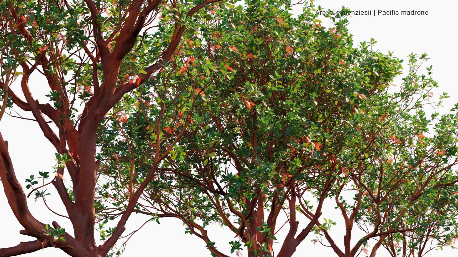 Arbutus Menziesii - Pacific Madrone (3D Model)