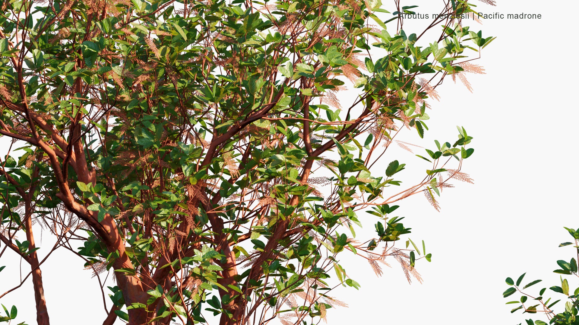 Low Poly Arbutus Menziesii - Pacific Madrone (3D Model)