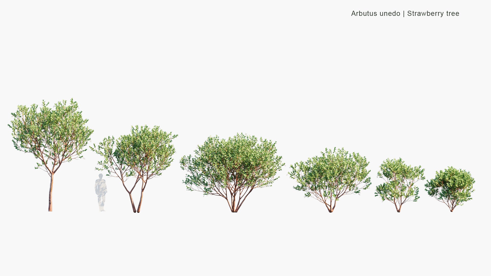 Low Poly Arbutus Unedo - Strawberry Tree (3D Model)