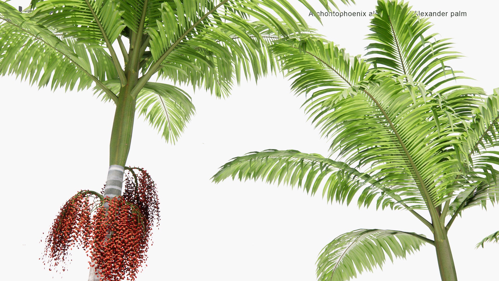 Low Poly Archontophoenix Alexandrae - Alexander Palm, Northern Bangalow Palm (3D Model)