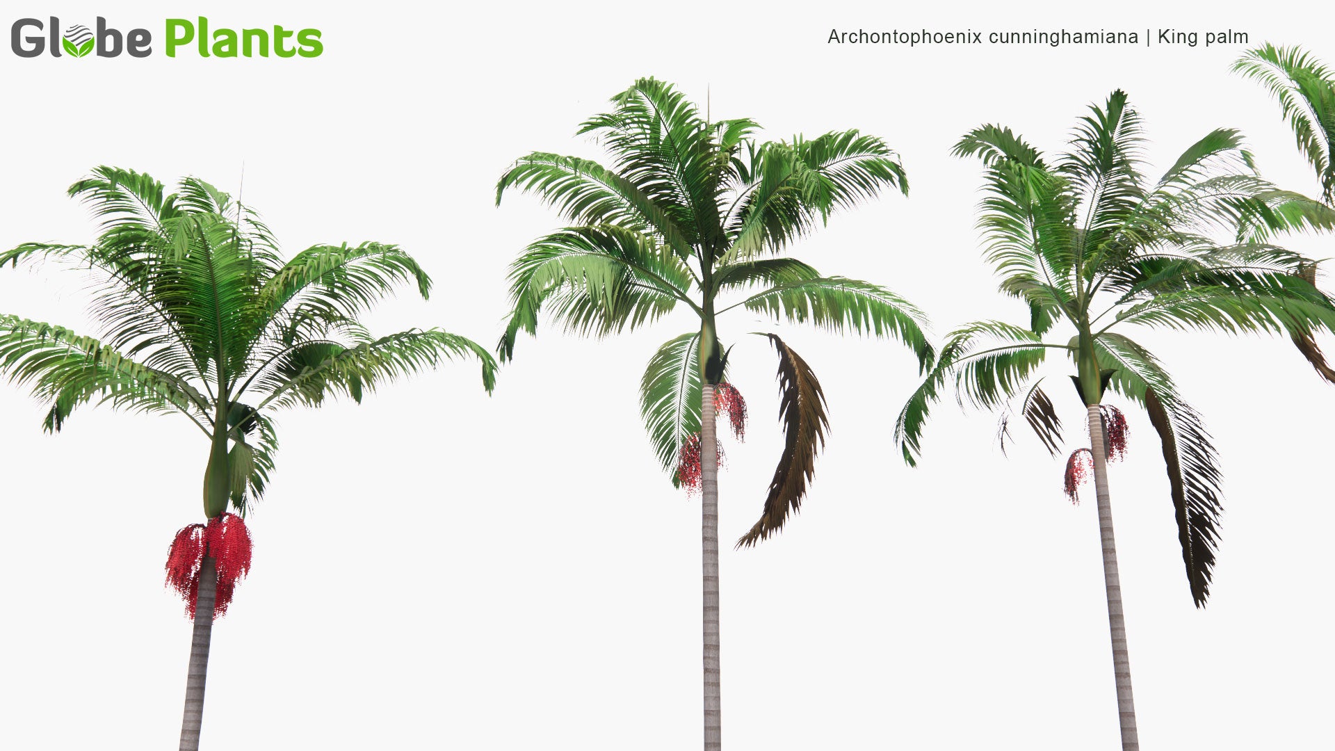 Low Poly Archontophoenix Cunninghamiana - Bangalow Palm, King Palm, Illawara Palm (3D Model)