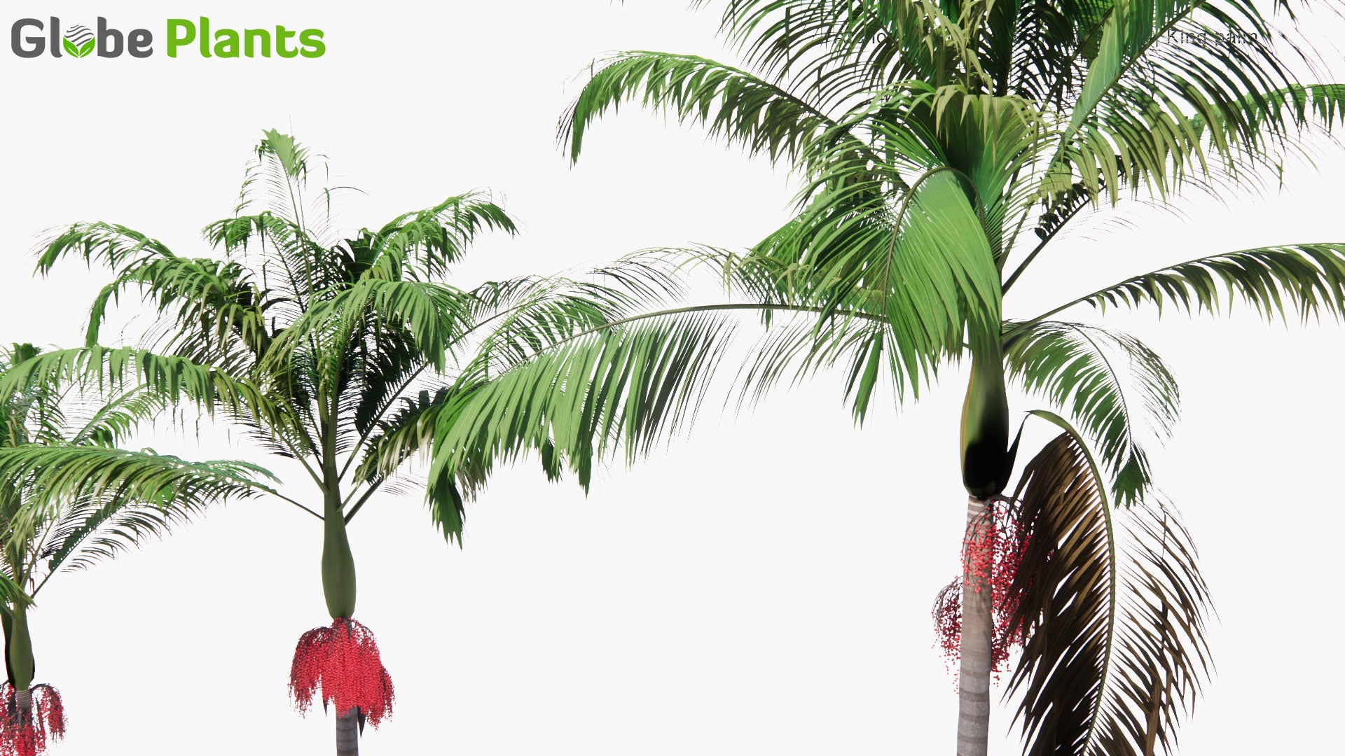 Low Poly Archontophoenix Cunninghamiana - Bangalow Palm, King Palm, Illawara Palm (3D Model)