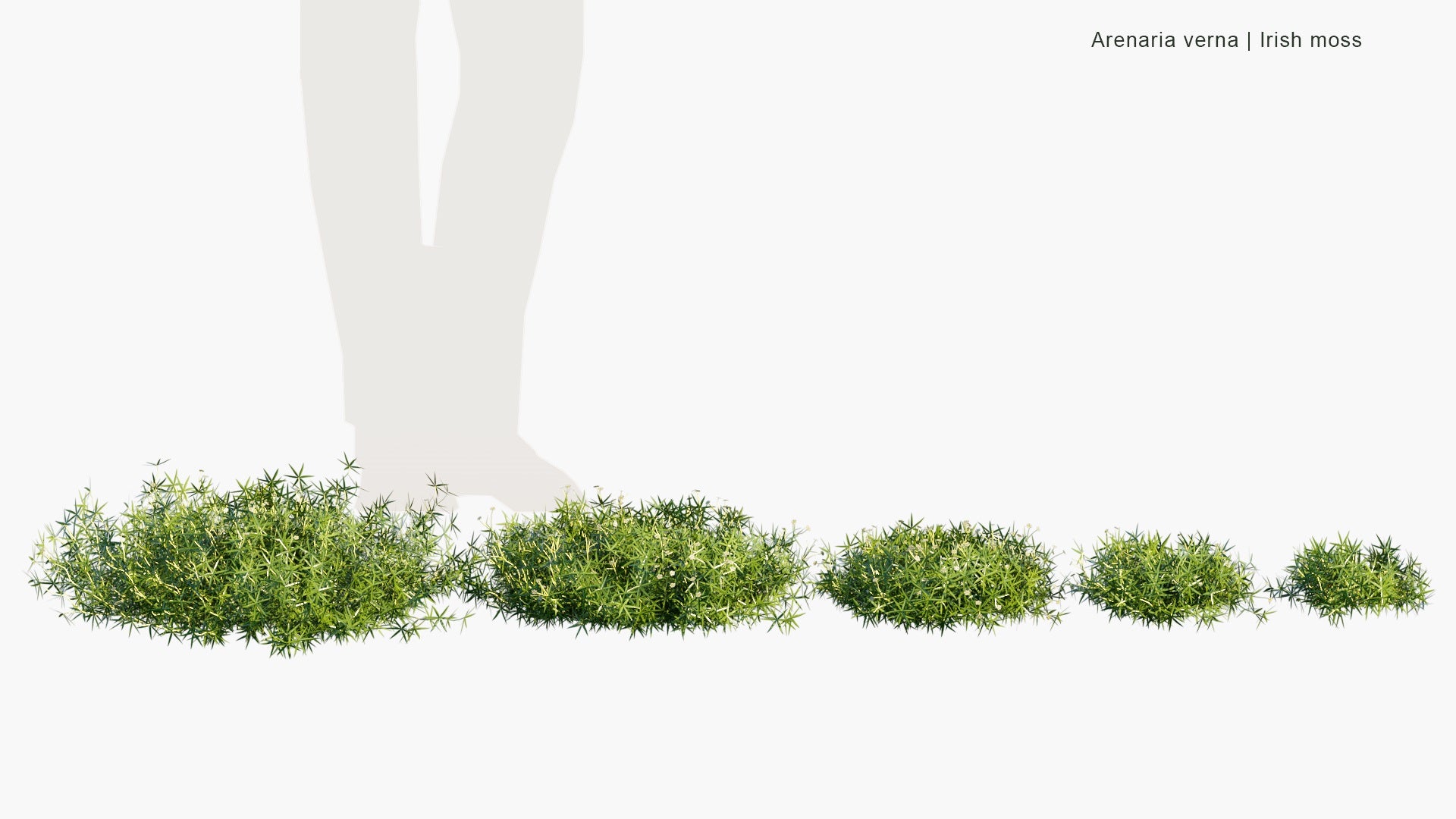 Low Poly Arenaria Verna - Irish Moss (3D Model)