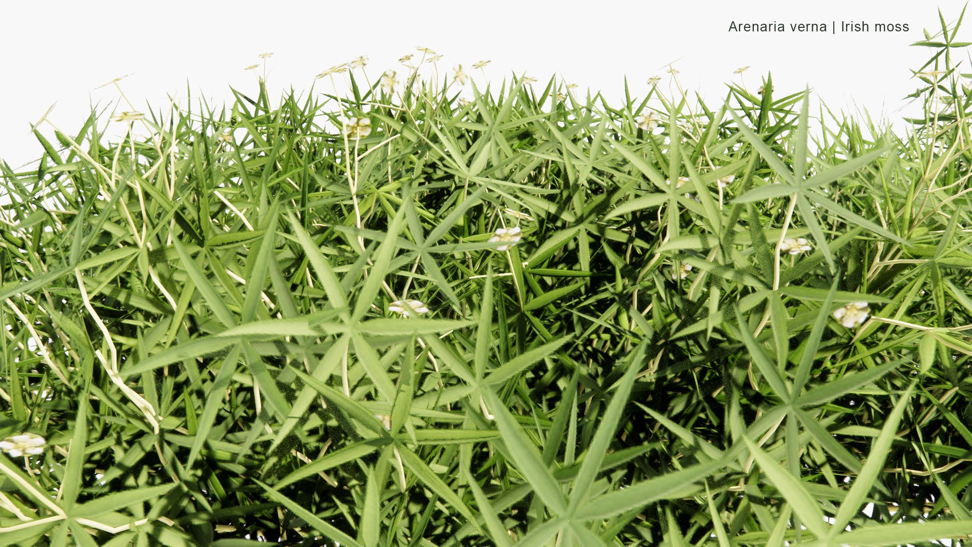 Low Poly Arenaria Verna - Irish Moss (3D Model)
