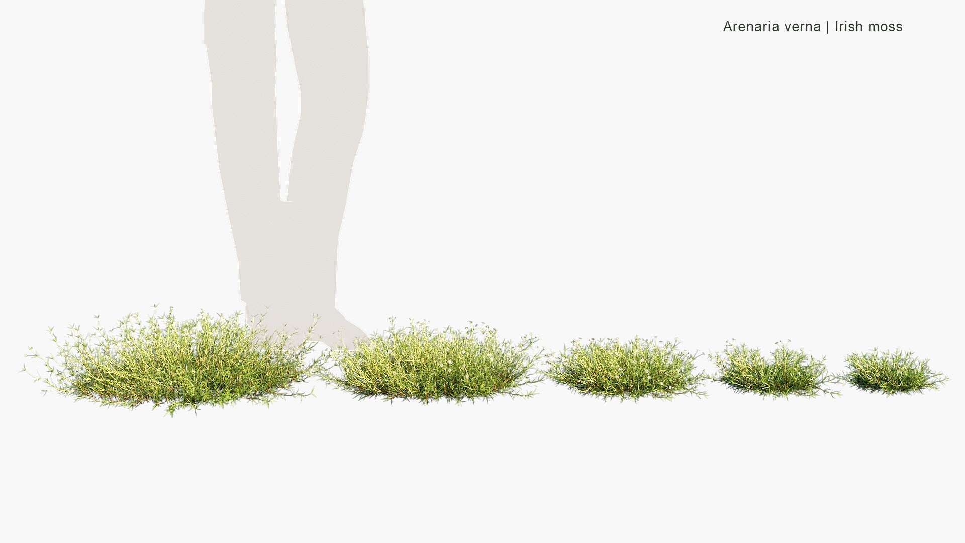 Arenaria Verna - Irish Moss (3D Model)