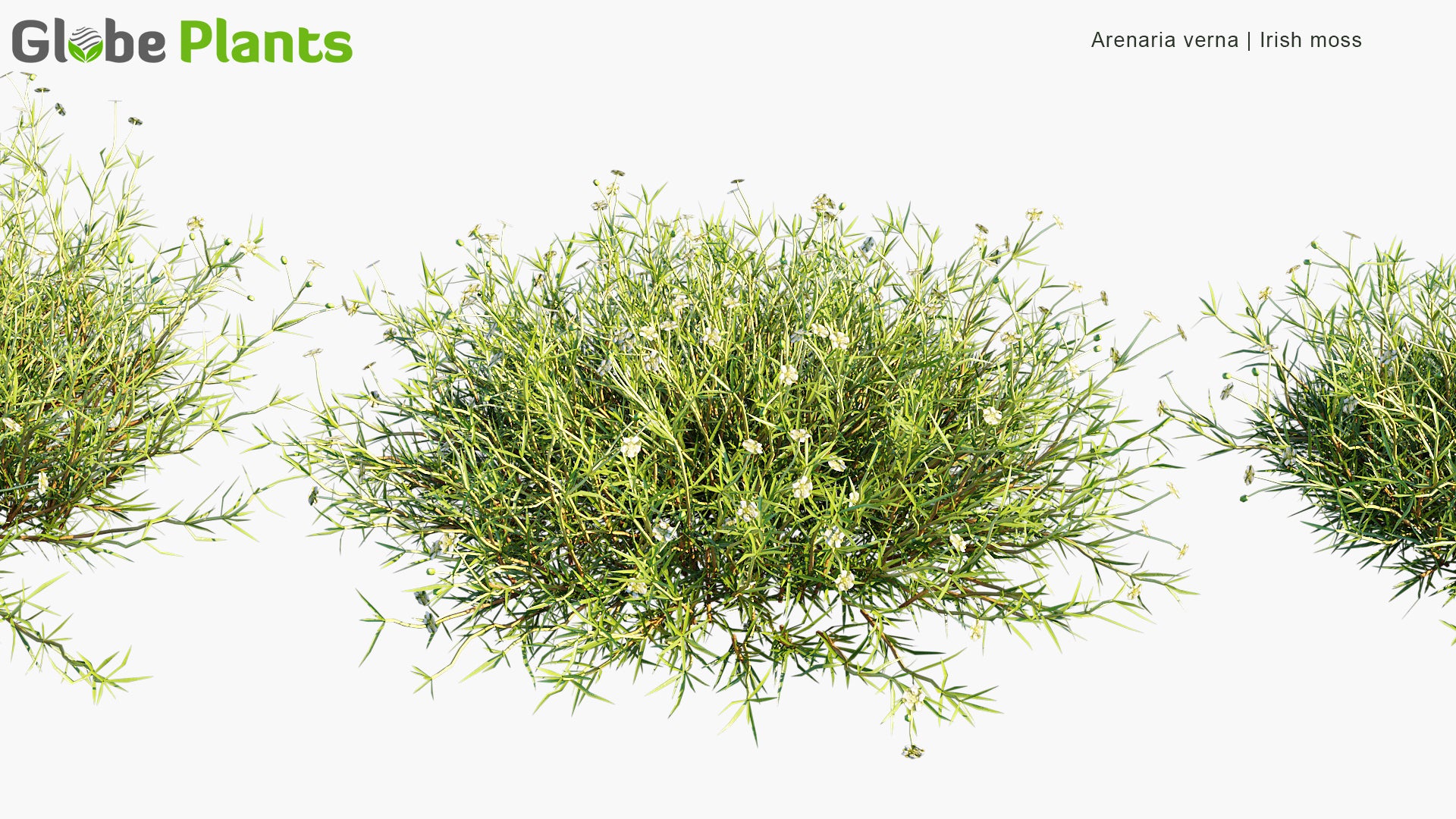 Arenaria Verna - Irish Moss (3D Model)