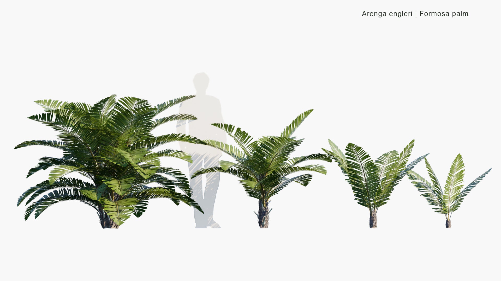 Low Poly Arenga Engleri - Formosa Palm, Taiwan Sugar Palm, Dwarf Sugar Palm, Taiwan Arenga Palm (3D Model)