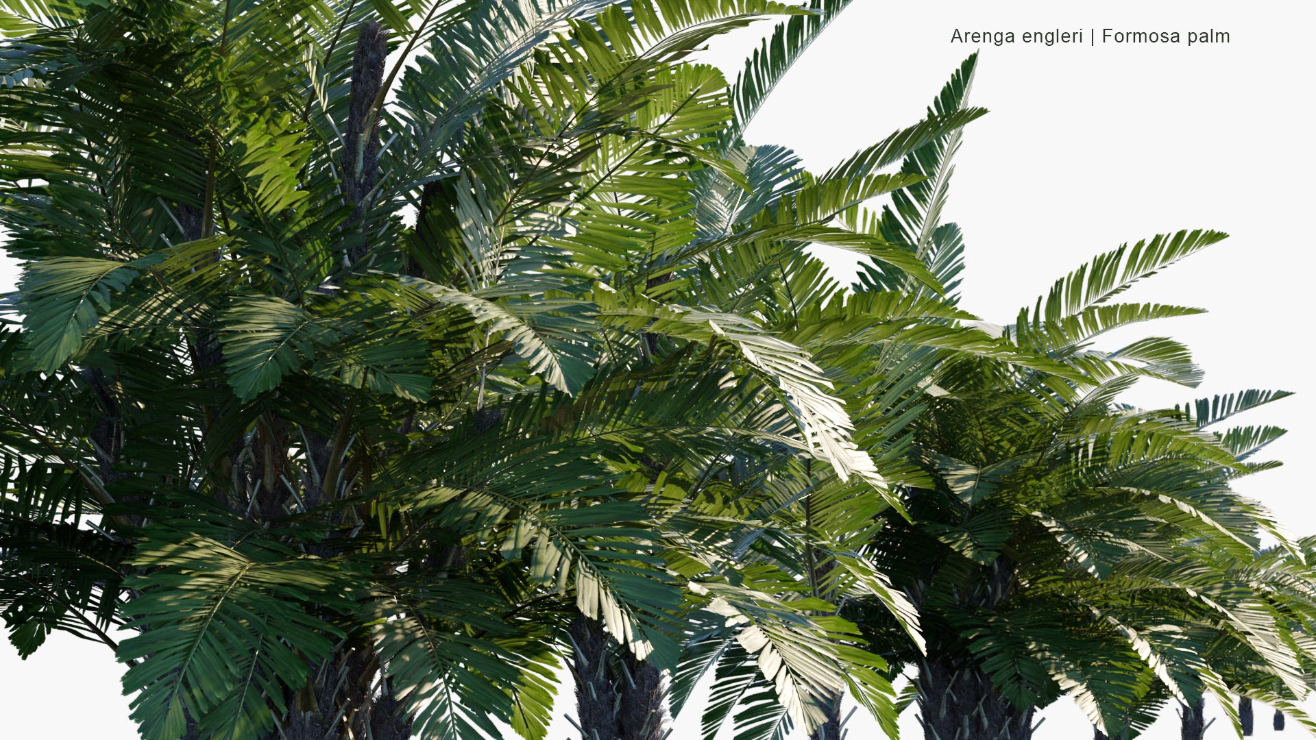 Low Poly Arenga Engleri - Formosa Palm, Taiwan Sugar Palm, Dwarf Sugar Palm, Taiwan Arenga Palm (3D Model)