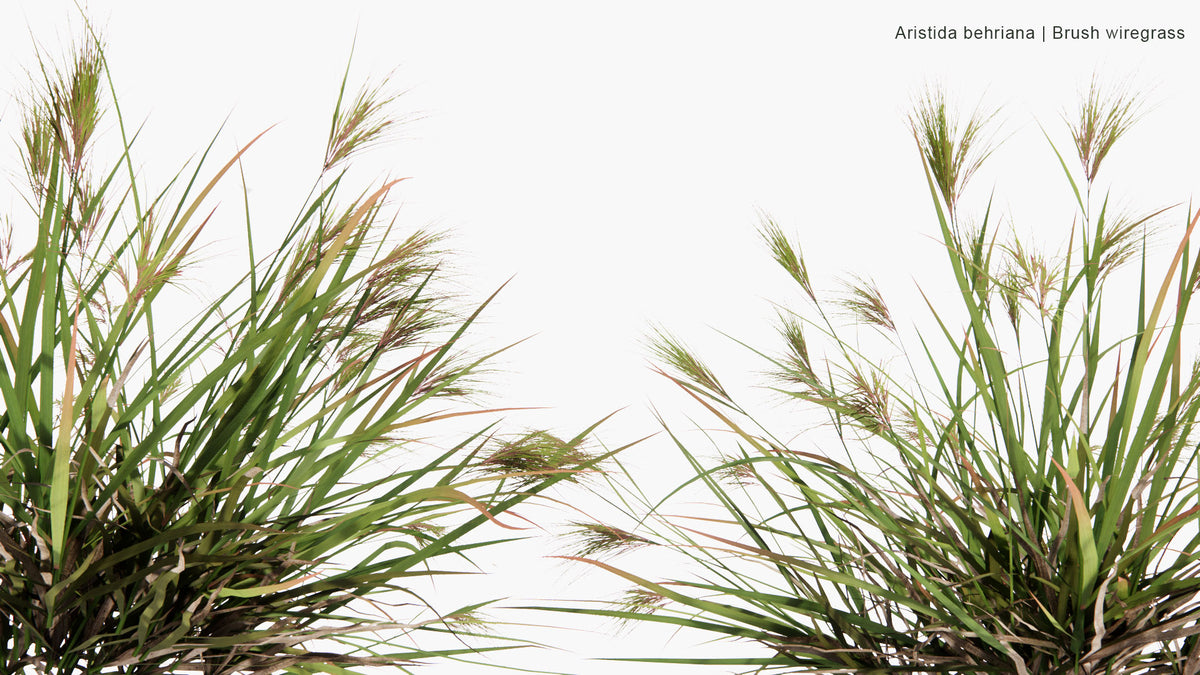 Low Poly Artabotrys Odoratissimus (Hari Champa) 3D Model