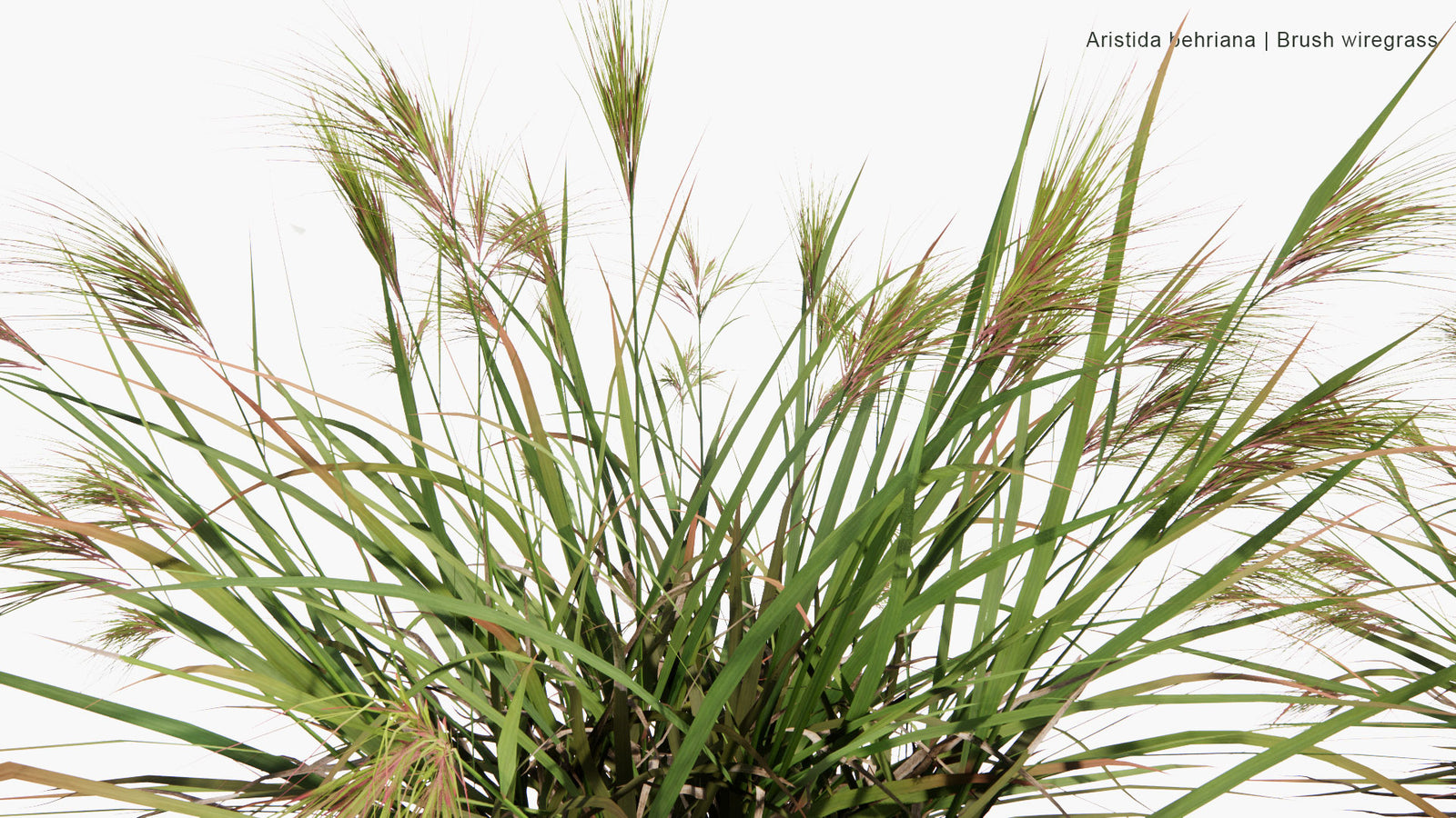 Low Poly Artabotrys Odoratissimus (Hari Champa) 3D Model