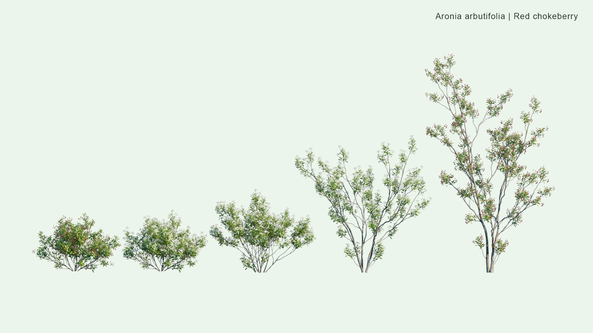 2D Aronia Arbutifolia - Red Chokeberry