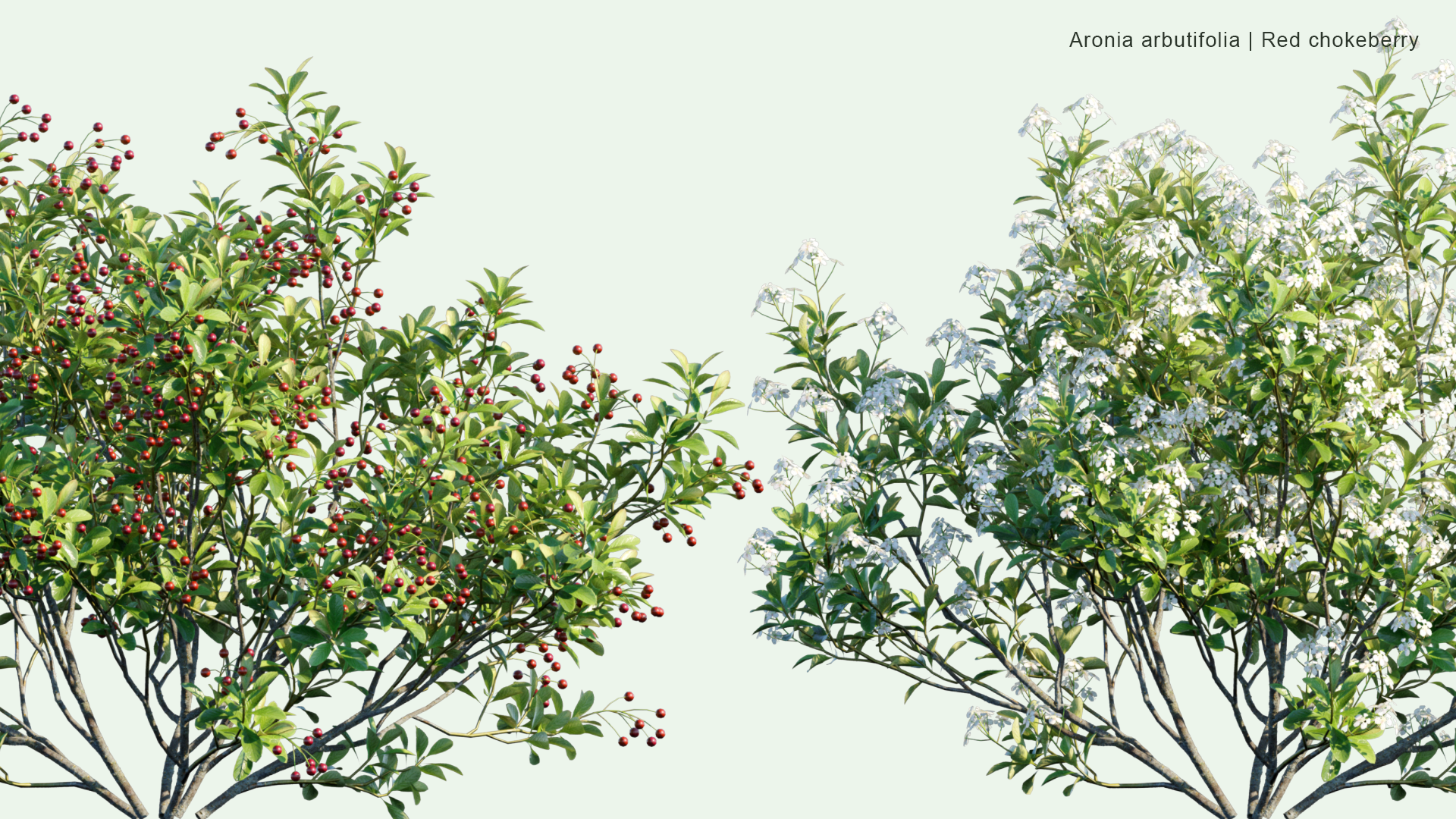 2D Aronia Arbutifolia - Red Chokeberry