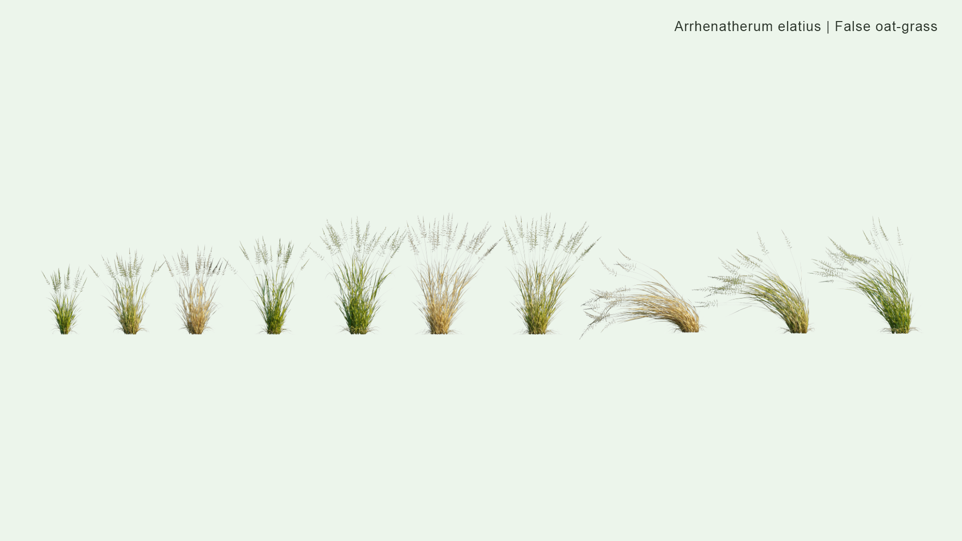 2D Arrhenatherum Elatius - False Oat-grass, Tall Oat-grass, Tall Meadow Oat, Onion Couch, Tuber Oat-grass