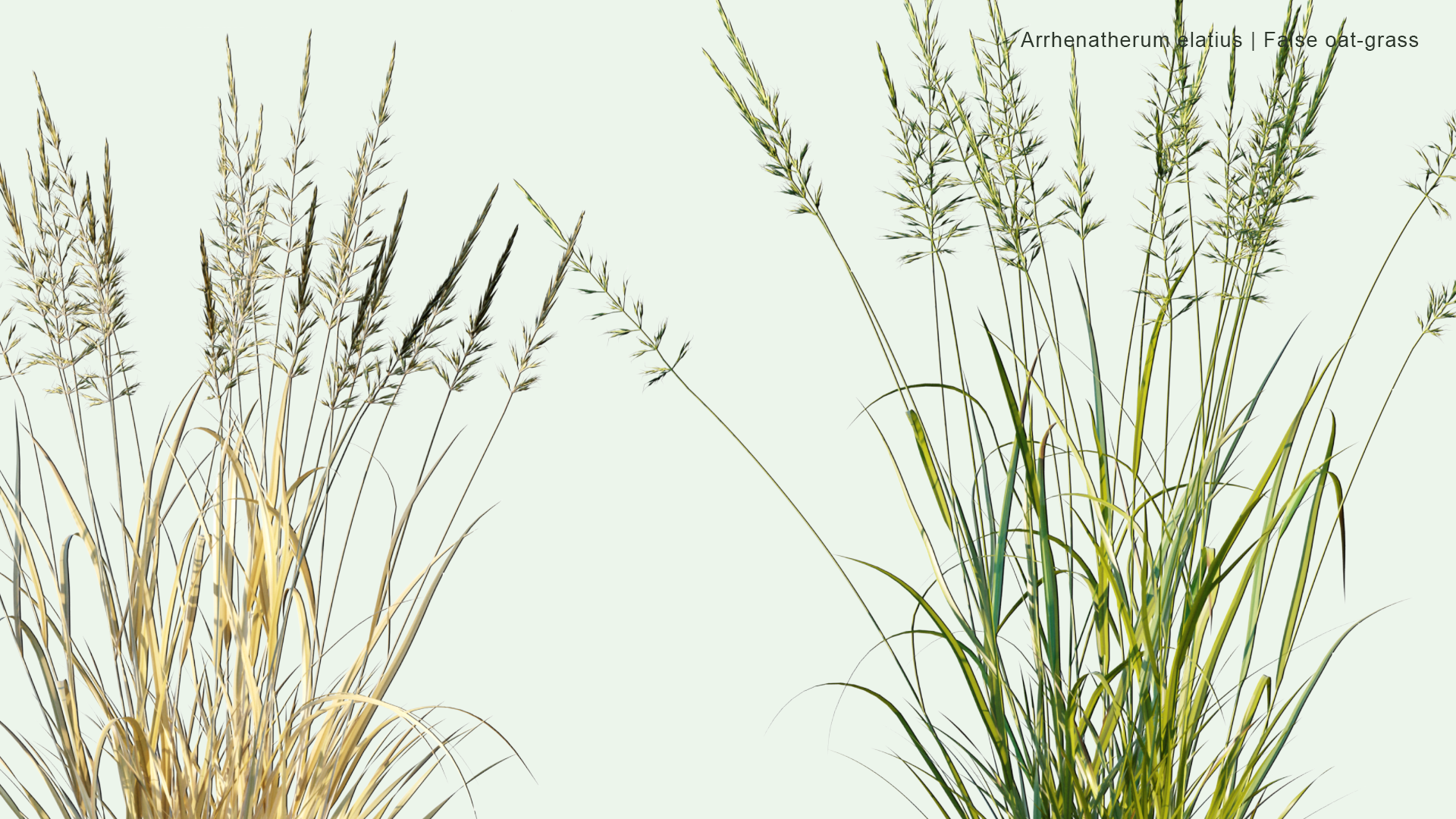 2D Arrhenatherum Elatius - False Oat-grass, Tall Oat-grass, Tall Meadow Oat, Onion Couch, Tuber Oat-grass