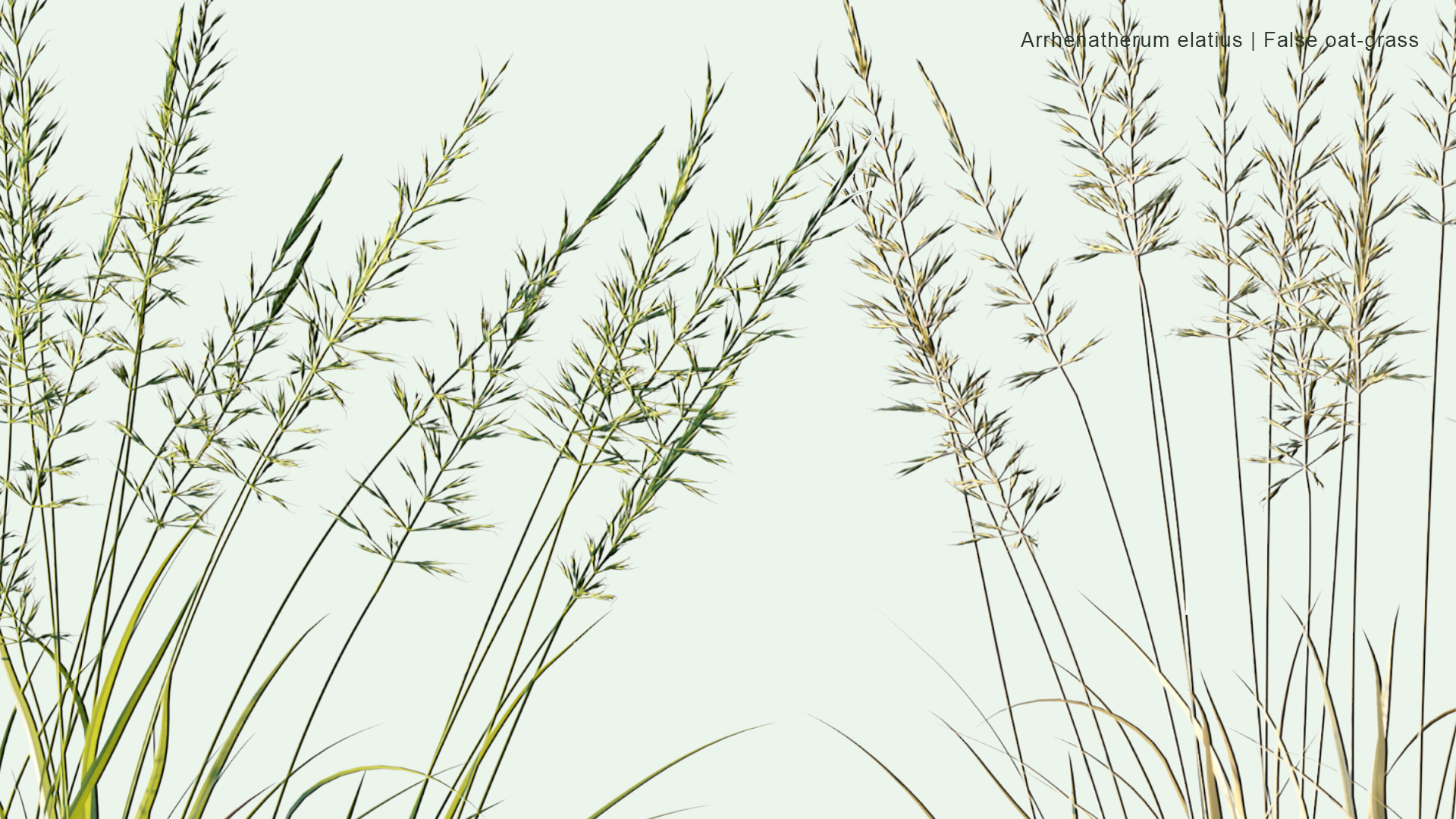 2D Arrhenatherum Elatius - False Oat-grass, Tall Oat-grass, Tall Meadow Oat, Onion Couch, Tuber Oat-grass