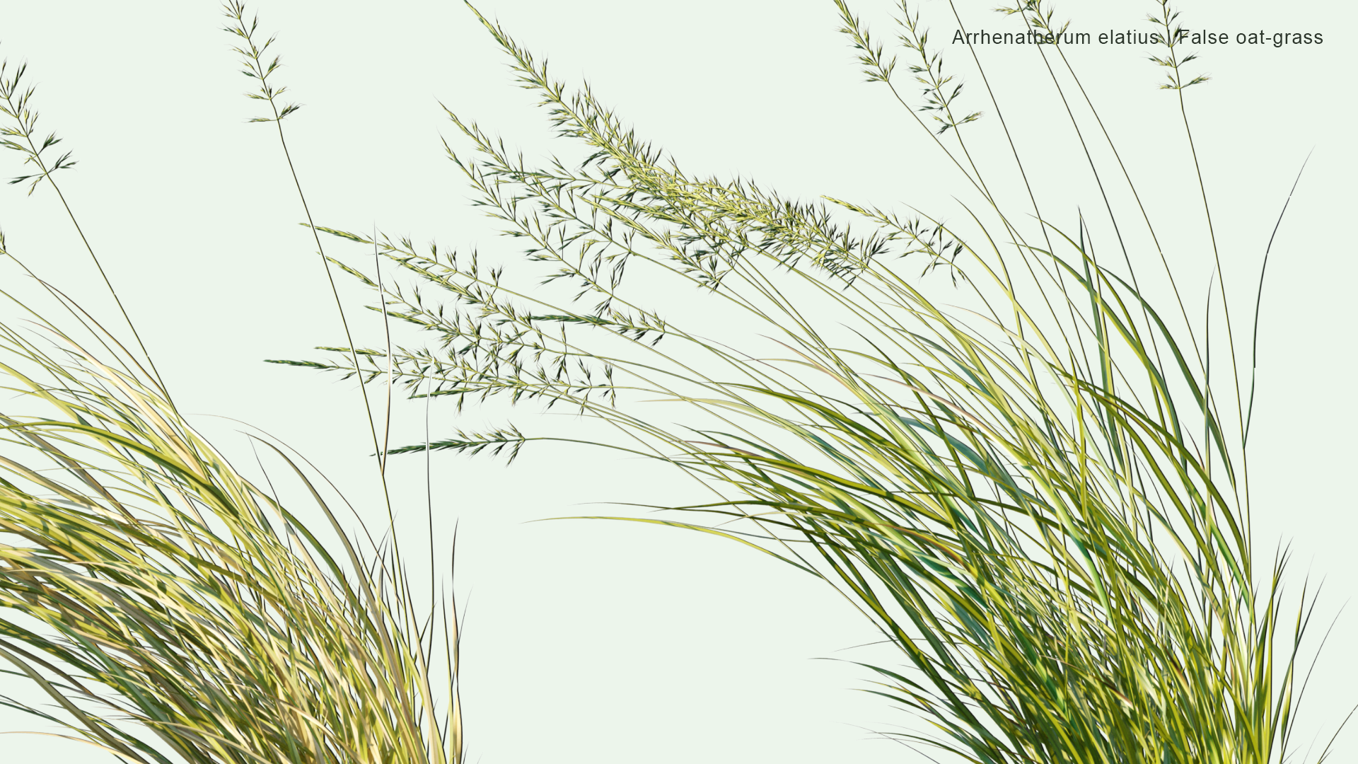 2D Arrhenatherum Elatius - False Oat-grass, Tall Oat-grass, Tall Meadow Oat, Onion Couch, Tuber Oat-grass