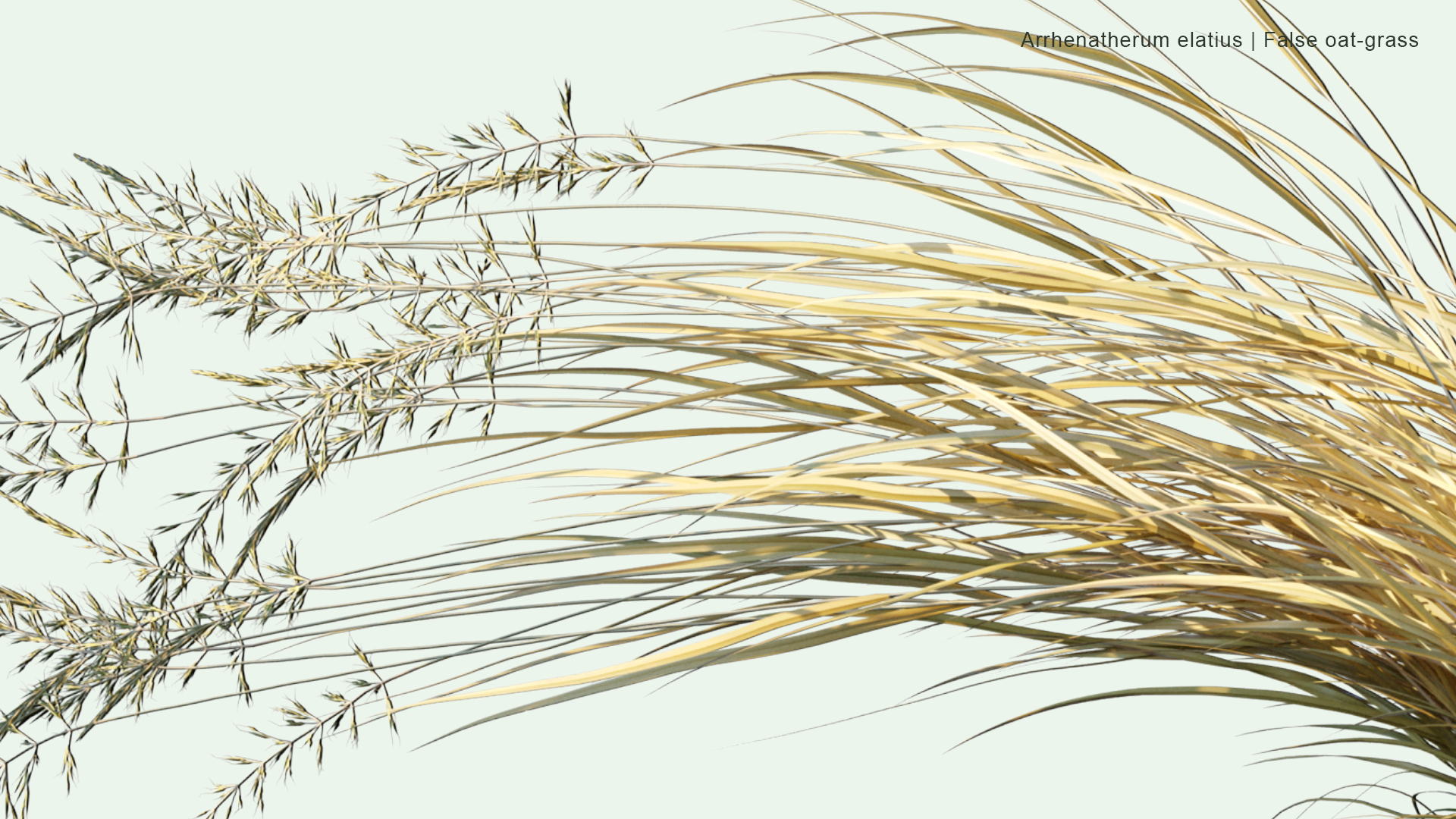 2D Arrhenatherum Elatius - False Oat-grass, Tall Oat-grass, Tall Meadow Oat, Onion Couch, Tuber Oat-grass