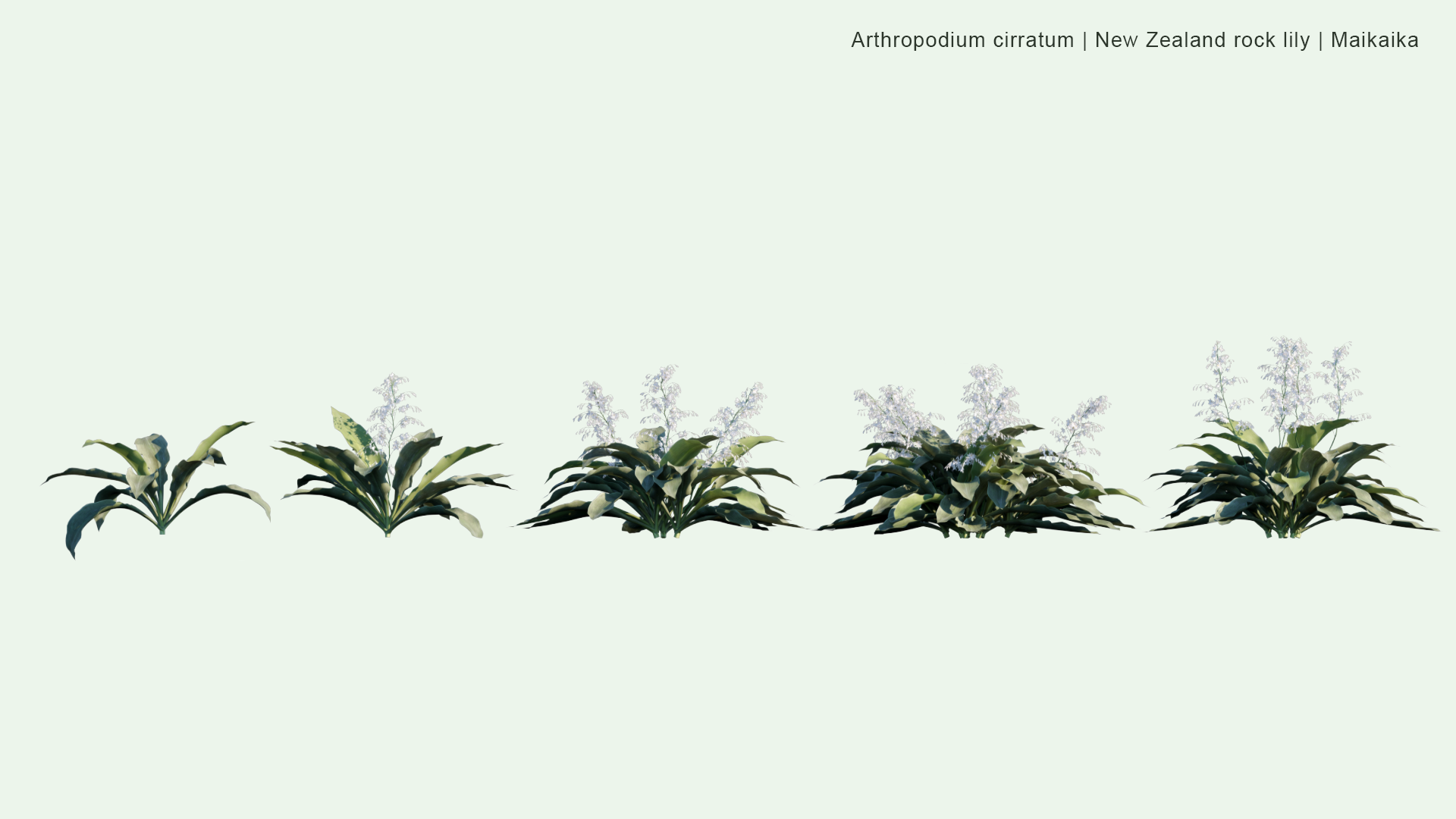 2D Arthropodium Cirratum - New Zealand Rock Lily, Maikaika, Rengarenga, Renga Lily