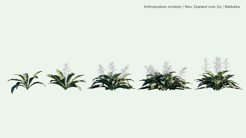 Arthropodium Cirratum 