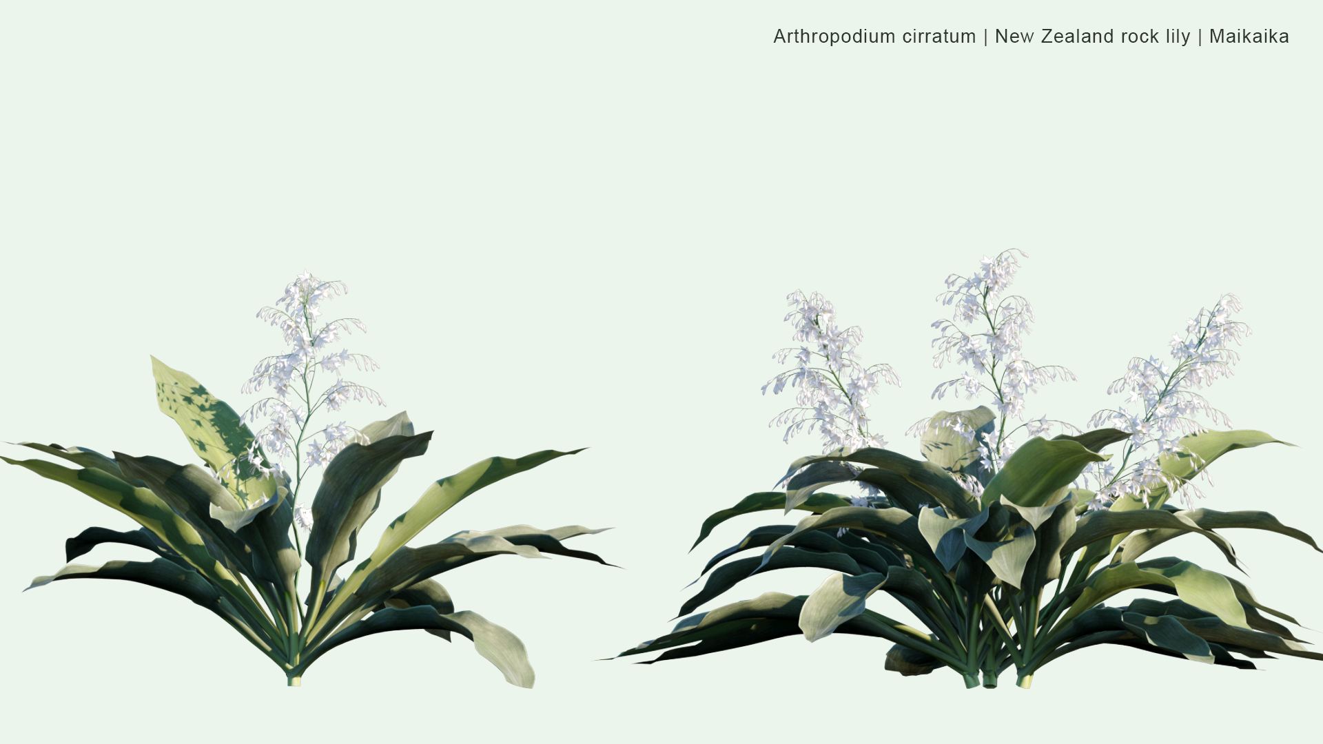 2D Arthropodium Cirratum - New Zealand Rock Lily, Maikaika, Rengarenga, Renga Lily