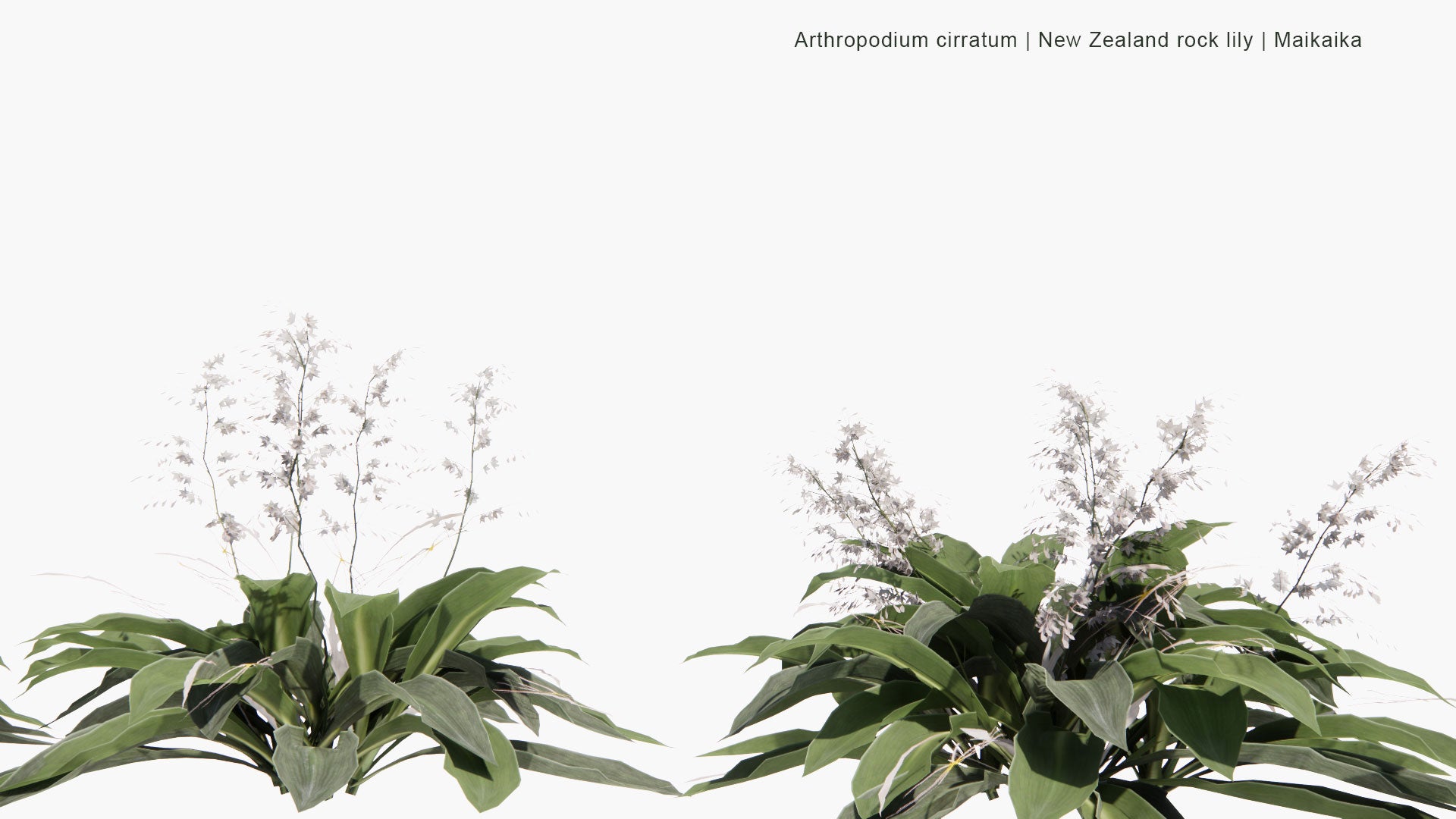 Low Poly Arthropodium Cirratum - New Zealand Rock Lily, Maikaika, Rengarenga, Renga Lily (3D Model)