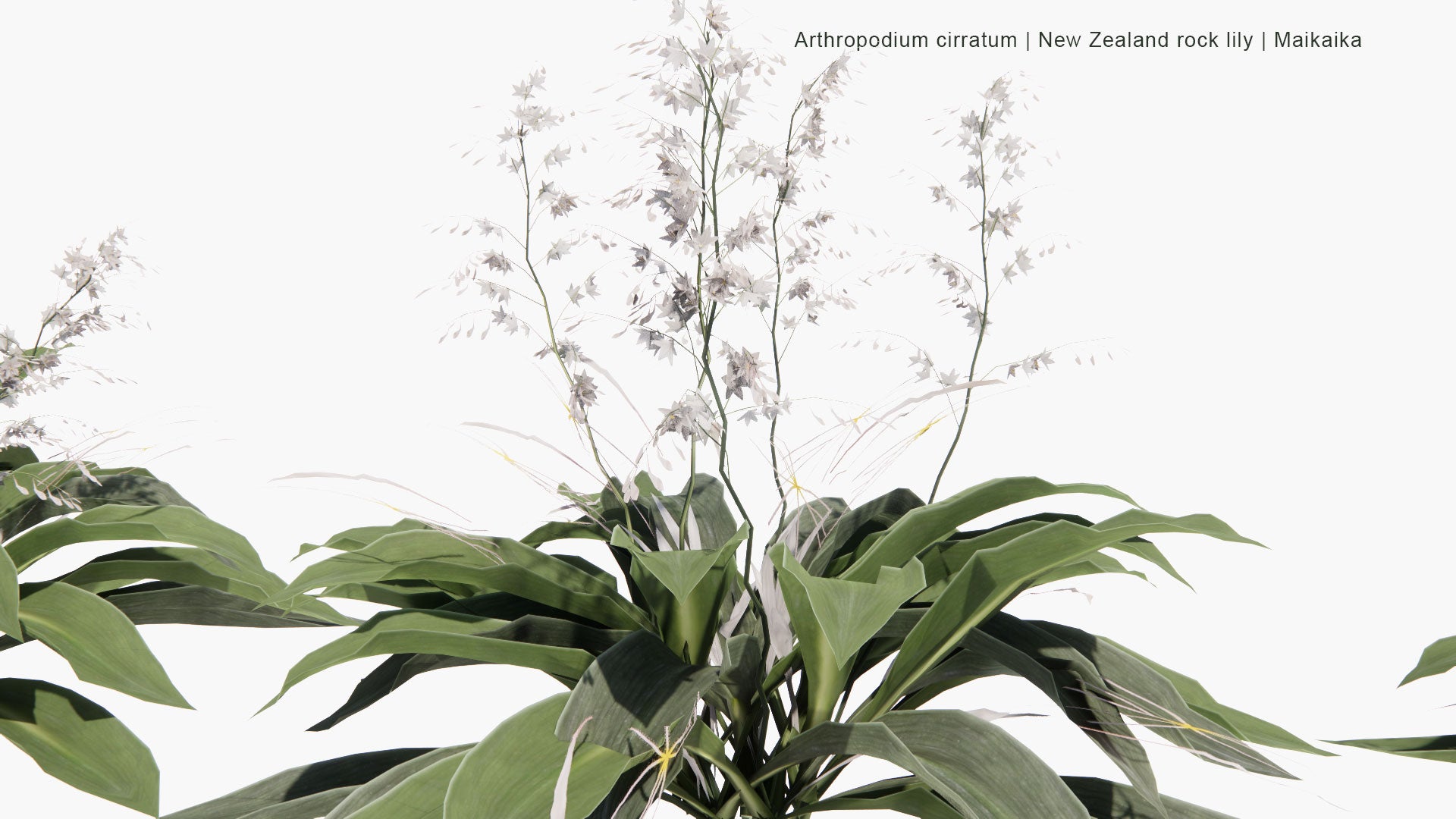 Low Poly Arthropodium Cirratum - New Zealand Rock Lily, Maikaika, Rengarenga, Renga Lily (3D Model)